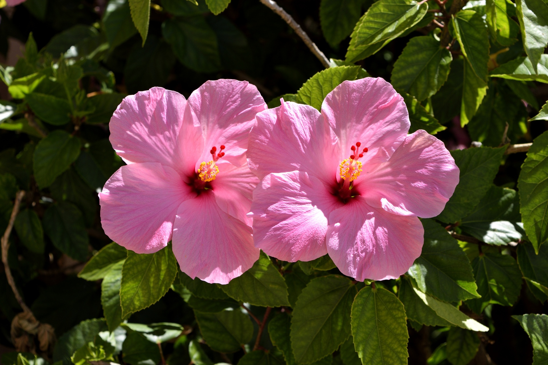 Pink Hibiscus Flower Free Stock Photo - Public Domain Pictures