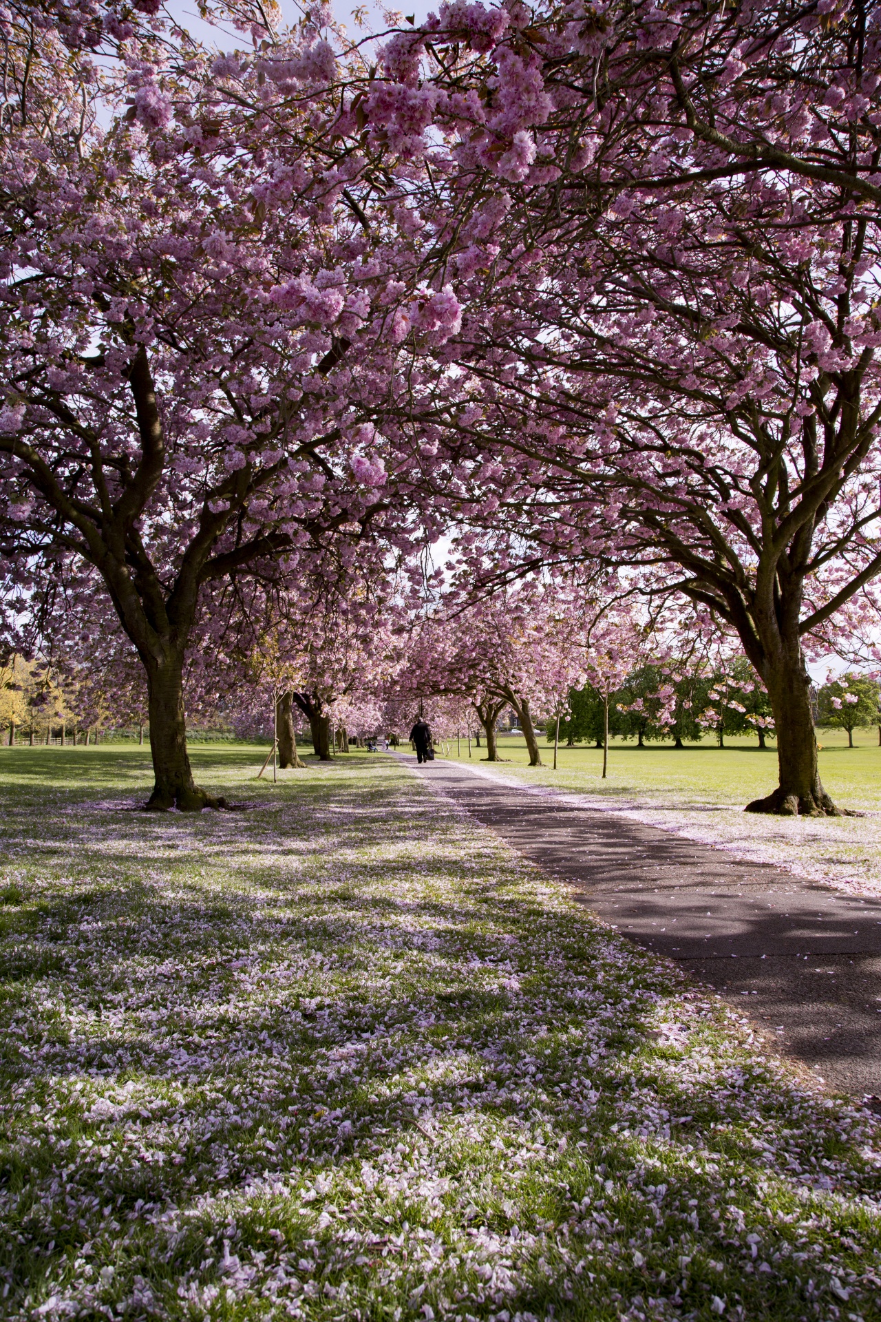 Pink Ornamental Cherry Trees Free Stock Photo - Public Domain Pictures