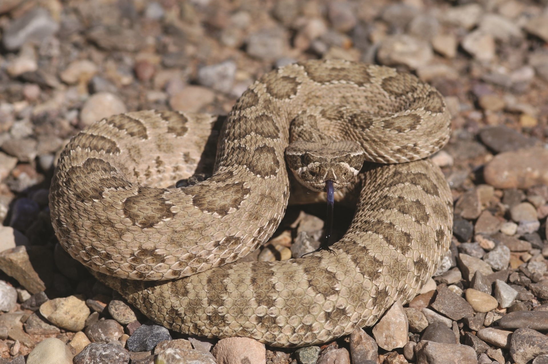rattlesnake-free-stock-photo-public-domain-pictures
