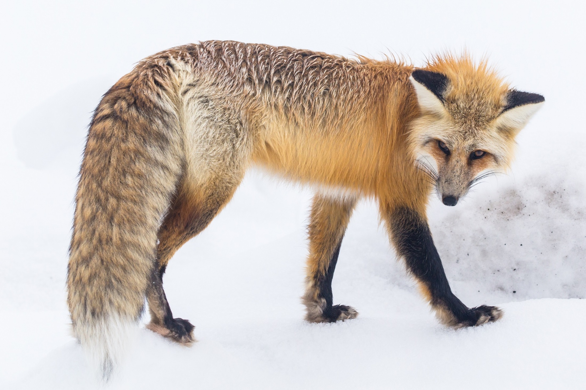 red-fox-free-stock-photo-public-domain-pictures