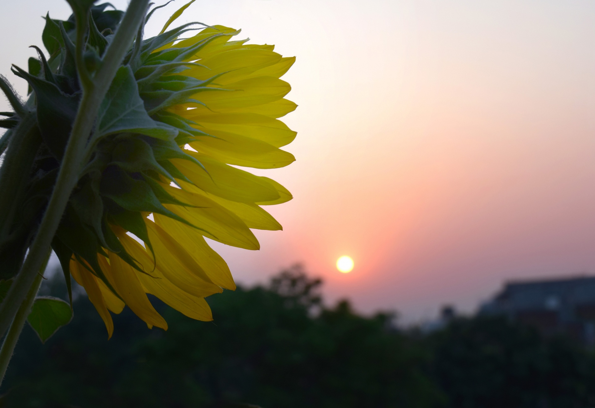 Sunflower And The Morning Sun