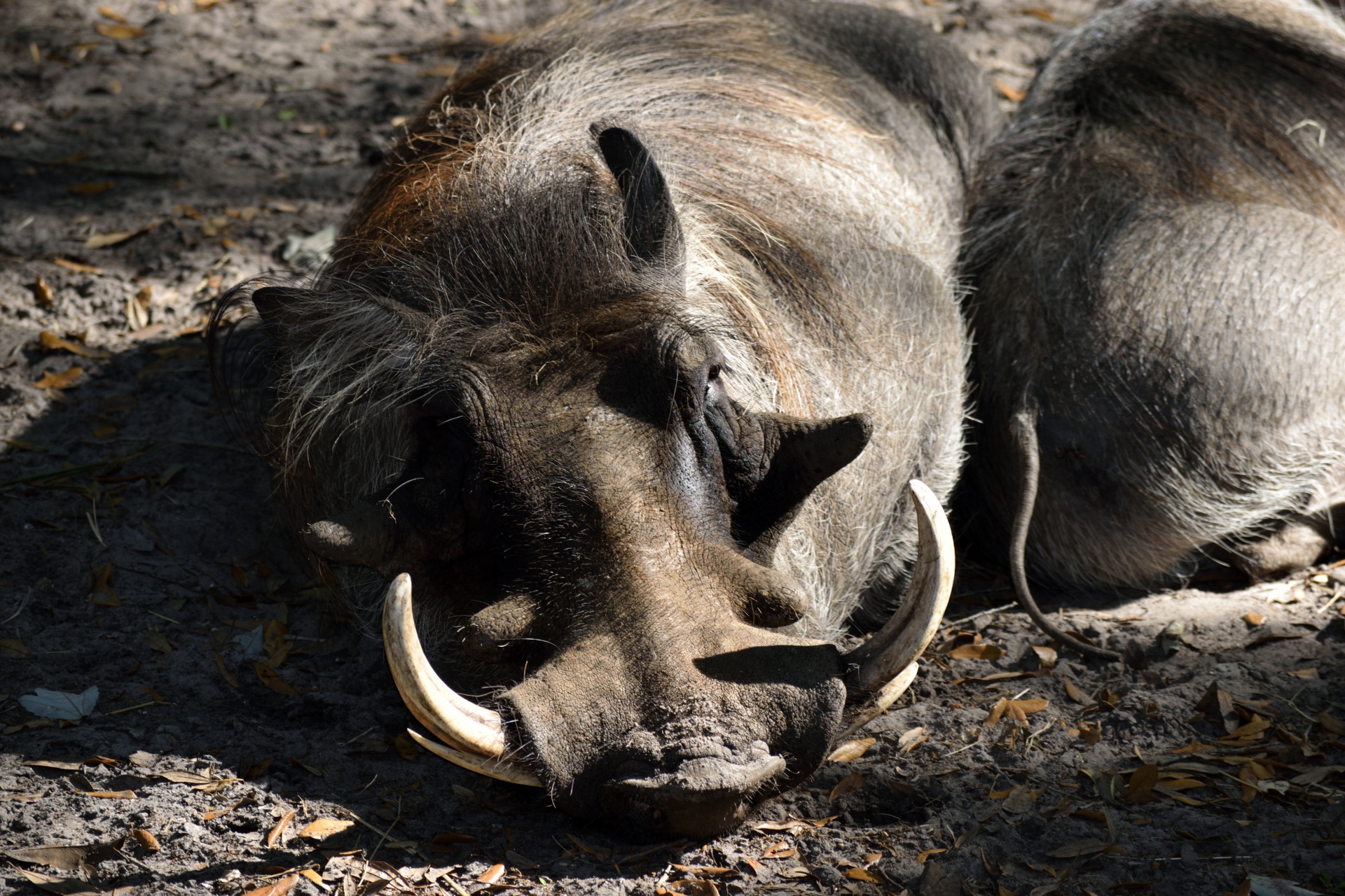 Warthog在野生动物保护区