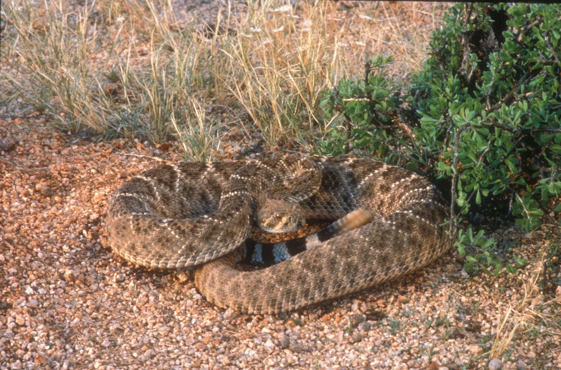 Texasi csörgőkígyó