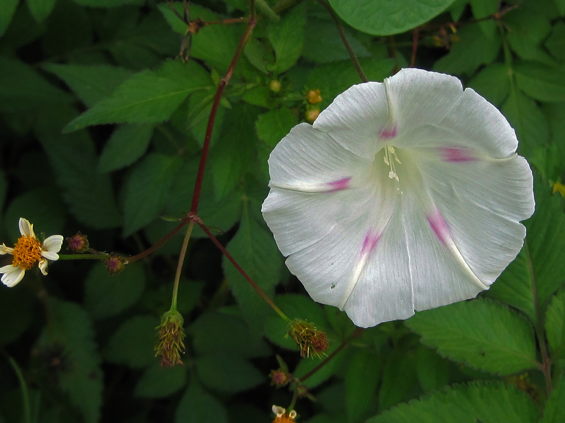 White Morning Glory Free Stock Photo - Public Domain Pictures