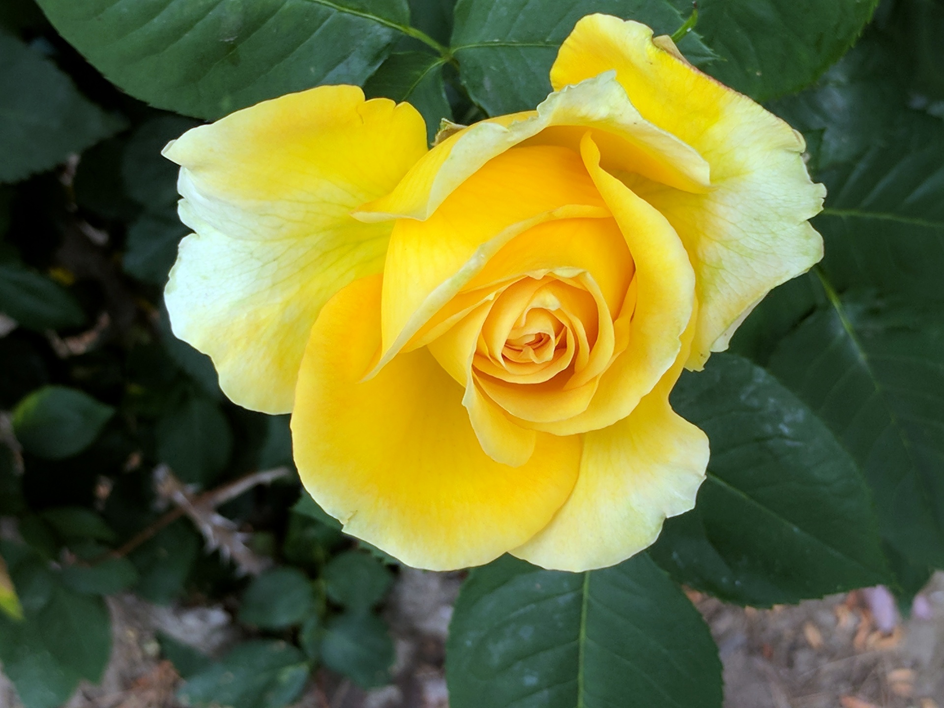 Желтый бутон розы