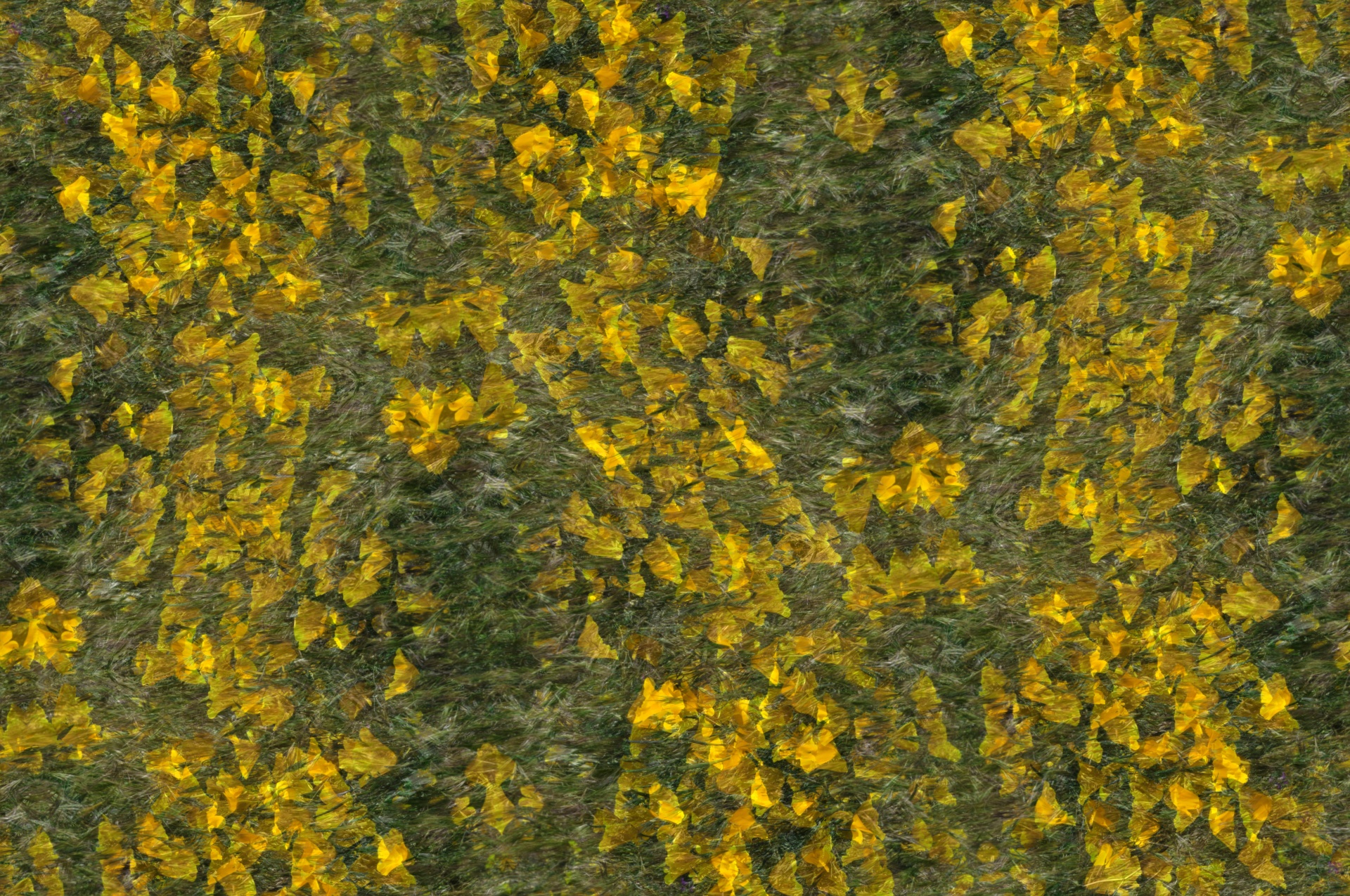 黄色野花背景