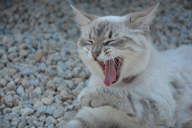 Кошка зевает, кошка, кошка Бесплатная фотография - Public Domain Pictures