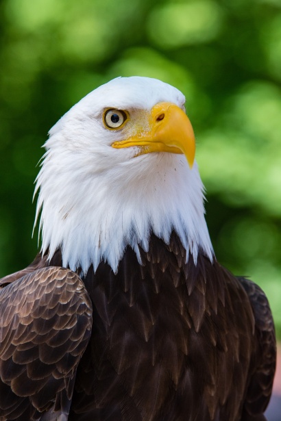 Águila calva Stock de Foto gratis - Public Domain Pictures