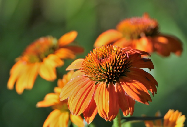 Cone Flowers In Morning Light Free Stock Photo - Public Domain Pictures