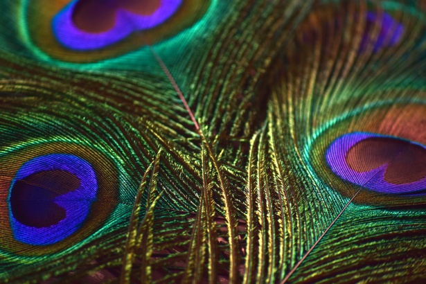 Peacock Feathers 8 Free Stock Photo - Public Domain Pictures