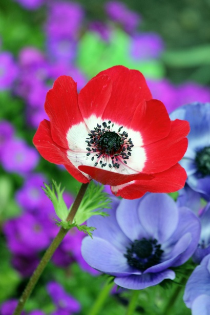 Image result for anemone flower