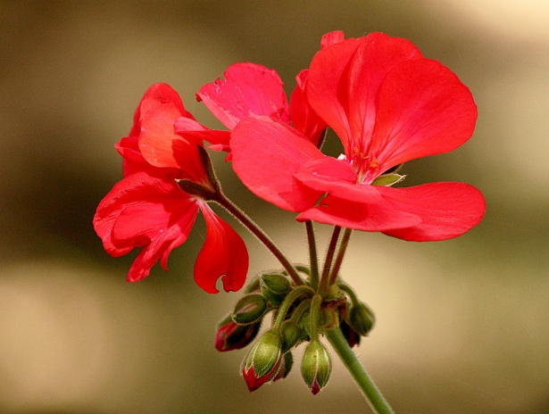 Flor de gerânio vermelho Foto stock gratuita - Public Domain Pictures