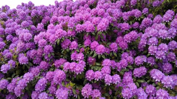 Image result for rhododendron shrub