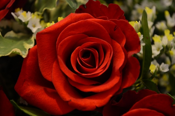 Trandafir Rosu Singur Poza Gratuite Public Domain Pictures