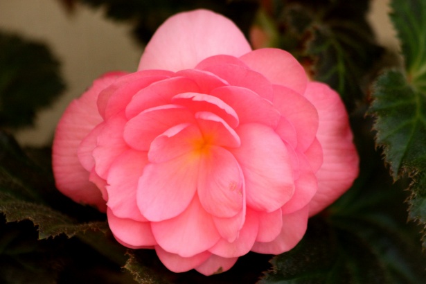 Soft Pink Begonia Free Stock Photo - Public Domain Pictures