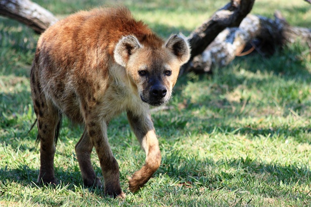Spotted Hyena 2 Free Stock Photo - Public Domain Pictures