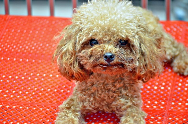 Toy Poodle Free Stock Photo - Public Domain Pictures
