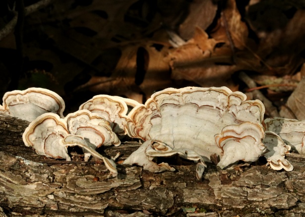 White Turkey Tail Bracket Fungus Free Stock Photo - Public Domain Pictures