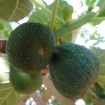 3 figues