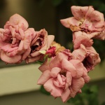 3 rosa Rosen