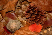 Acorn And Pine Cone In Fall Leaves