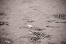 Aigrette in the water