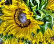 Artistic Sunflowers