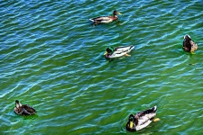 Artistic Swimming Ducks