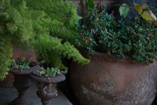 Asparagus plant in a pot