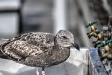 Baby gull and water faucets