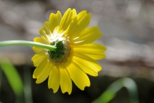 Back of yellow daisy