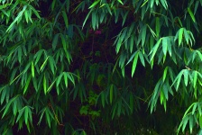 Liście bambusa