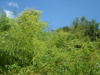 Bambus strohte grünes Laub