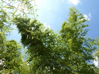 Bambus strzecha zielonych liści