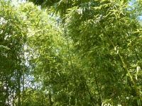 Foglie verdi di bambù di paglia