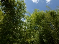 Foglie verdi di bambù di paglia