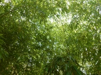 Folhagem verde de palha de bambu