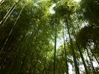 Bambus strohte grünes Laub