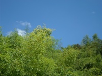 Bamboe rieten groen gebladerte