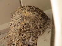 Barn Swallow ninho vazio 1
