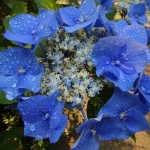 Flores azules hermosas