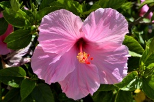 Hermosa flor de hibisco