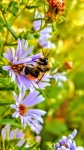 Biene bestäubende Blume