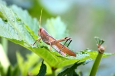 Big Brown Grasshopper