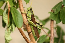 Big Grasshopper verde