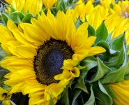 Große gelbe Sonnenblumen
