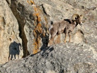 Pecore di Bighorn