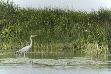 Pájaro en el delta del Danubio
