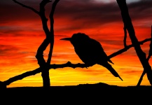 Fågel Silhuett vid solnedgången