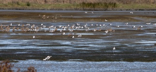 Birds In The Wetlands
